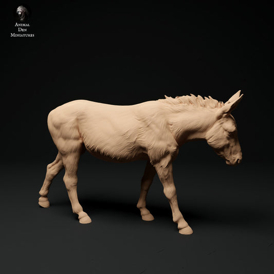 ADM1015 Common Donkey A
