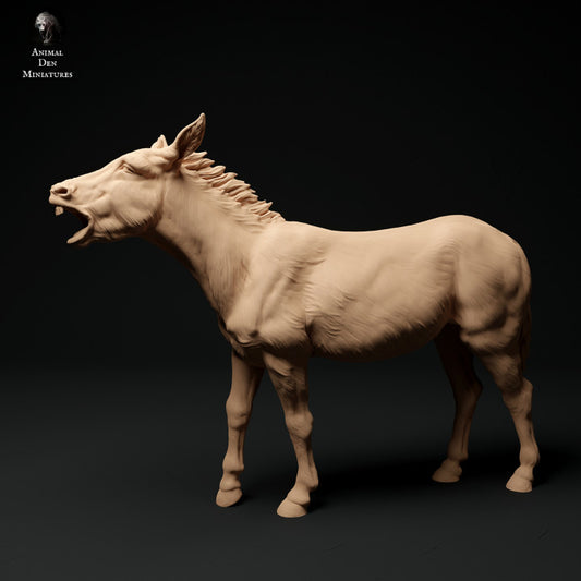 ADM1015 Common Donkey B