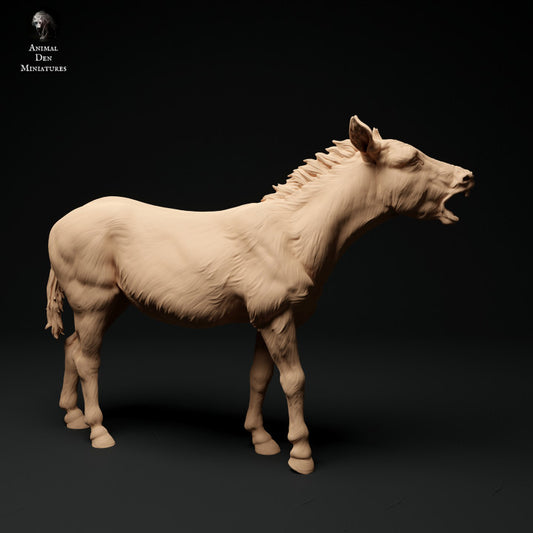 ADM1015 Common Donkey B