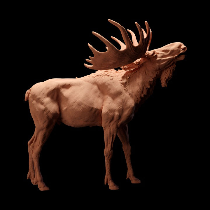Adm2003 Moose Calling Animal