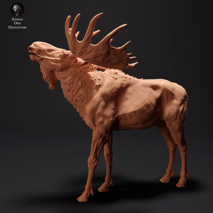 Adm2003 Moose Calling Animal