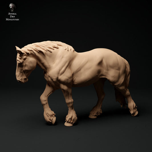 Adm1012 Suffolk-Punch-Mare-Walking Animal